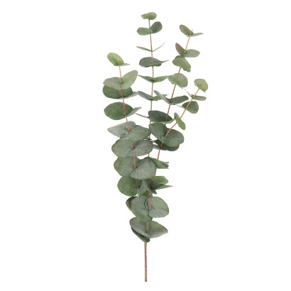 Konstväxt Eucalyptuskvist
