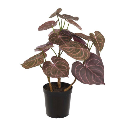 Konstväxt Anthurium