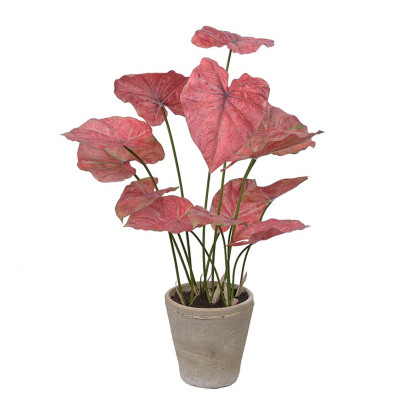 Konstväxt Caladium - Med kruka