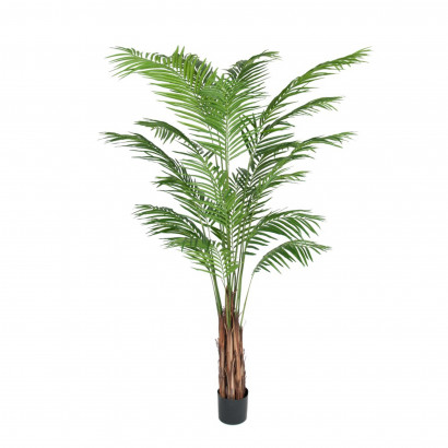 Konstväxt - Areca Palm