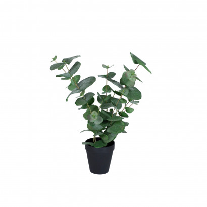 Konstväxt - Eucalyptus Small