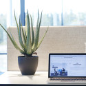 Konstväxt - Aloe Vera (inkl. svart kruka) Konstväxt - Aloe Vera (inkl. svart kruka)