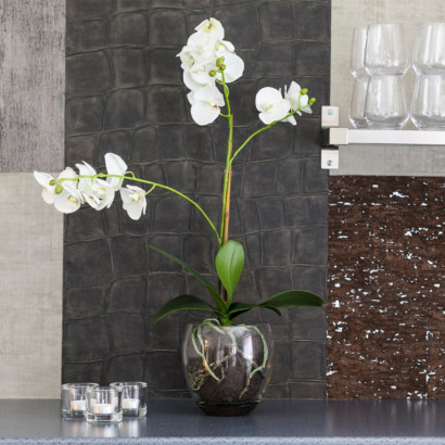 Orkidé Phalaenopsis inkl. glaskruka