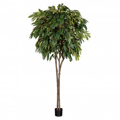 Konstväxt - Longifolia träd