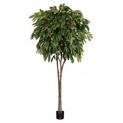 Konstväxt Longifolia träd