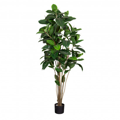 Konstväxt Ficus Robusta