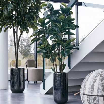 Konstväxt Ficus Robusta