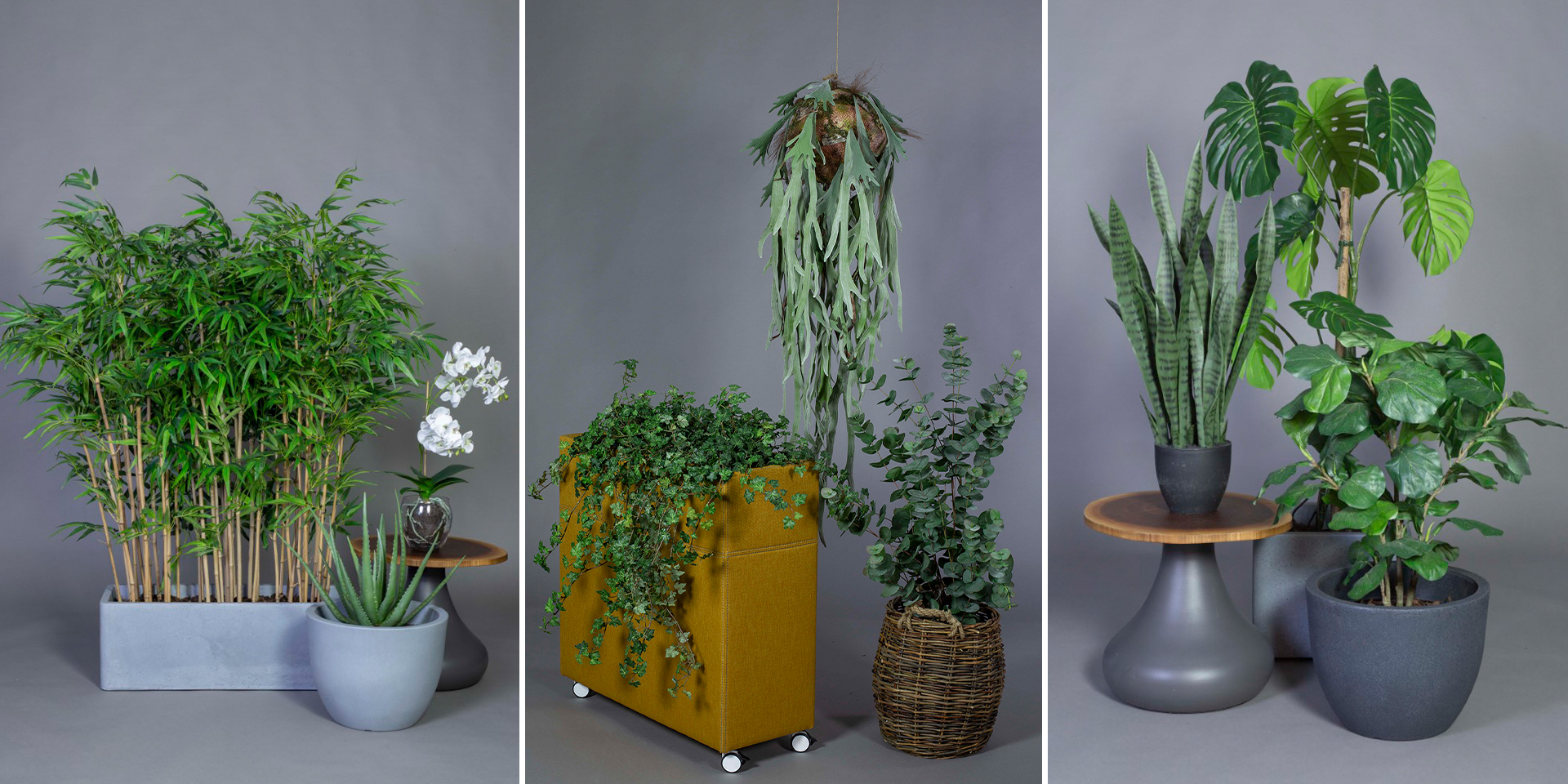 Kunstige planter fra Götessons: Aloe vera med potte, elghornsbregne i ampel, kunstig vedbend og et lille fiddlehead
